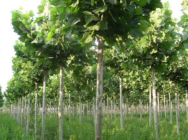 �̻���ľ����