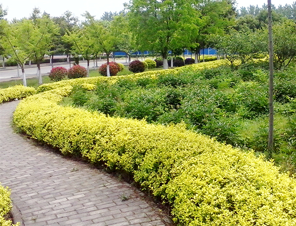 �̻���ľ����