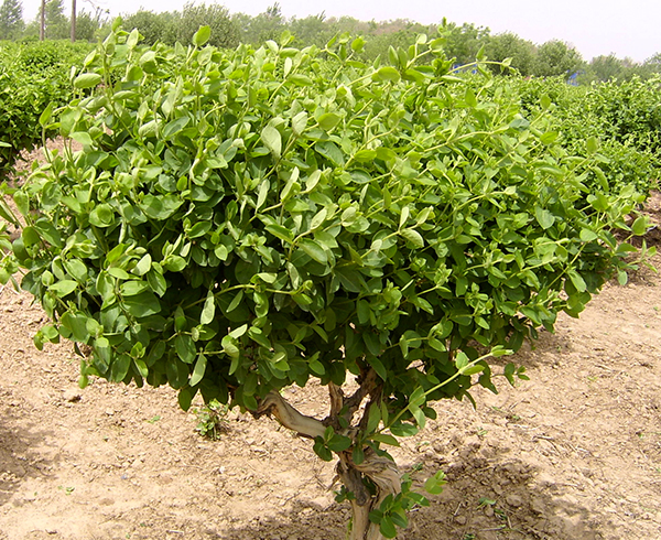 �̻���ľ����