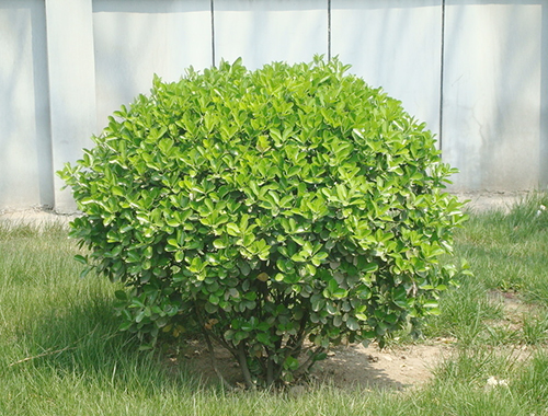 �̻���ľ��ľ