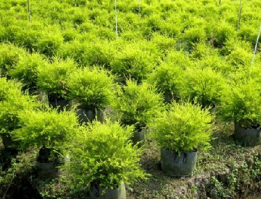 ������ľ